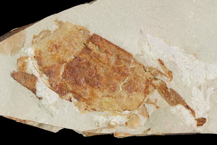 Miocene Pea Crab (Pinnixa) Fossil - California #141621